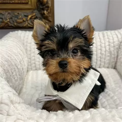 $650 : Cachorro YorkieS me llamo West image 1