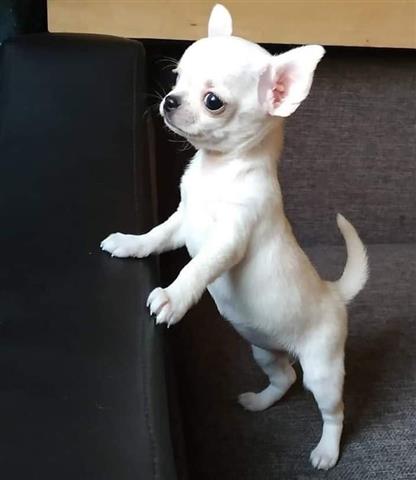 $250 : Teacup Chihuahua puppies image 4