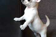 $250 : Teacup Chihuahua puppies thumbnail