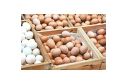 Huevos de gallina a la venta en Los Angeles
