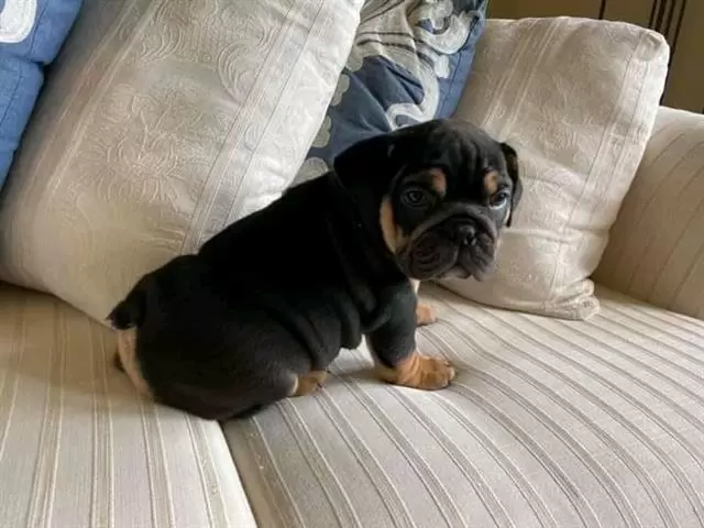 $800 : English bulldog image 3