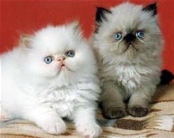 $500 : 3 beautiful Himalayan kittens image 1