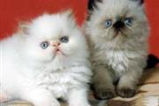 3 beautiful Himalayan kittens