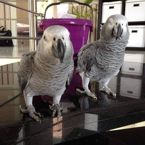 $330 : Best Africa Gray Parrots image 2