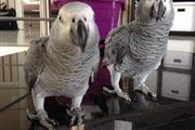 $330 : Best Africa Gray Parrots thumbnail