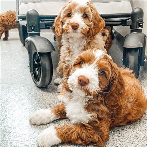 $600 : Cachorros Labradoodle en Venta image 1