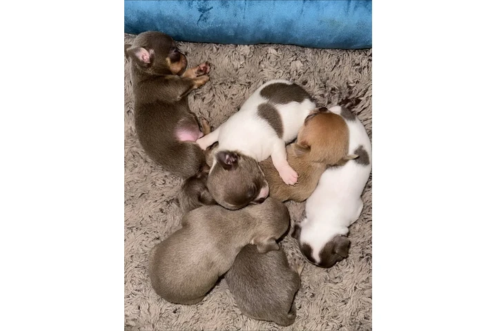 $350 : Cachorros Chihuahua image 2