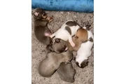 $350 : Cachorros Chihuahua thumbnail