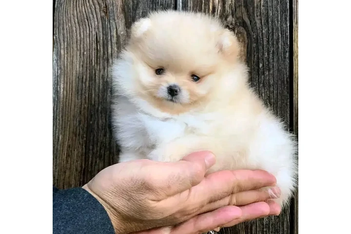 $400 : Pomeranian puppies image 1