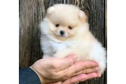 Pomeranian puppies