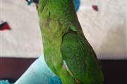 $480 : Hahn's Macaw birds thumbnail