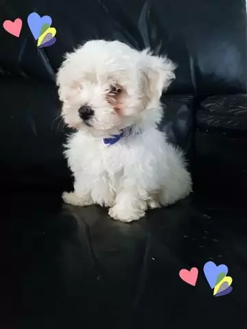 $600 : Secured Maltese puppies image 2