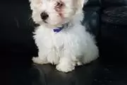 $600 : Secured Maltese puppies thumbnail