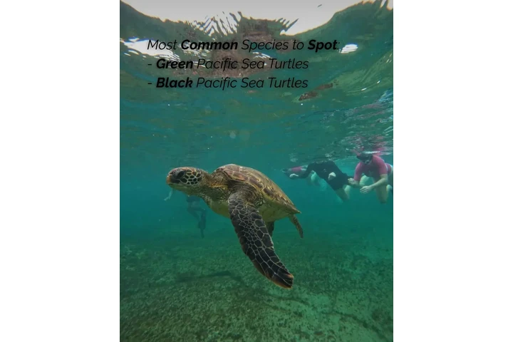 GALÁPAGOS PARA TI 🇪🇨🥰 image 1