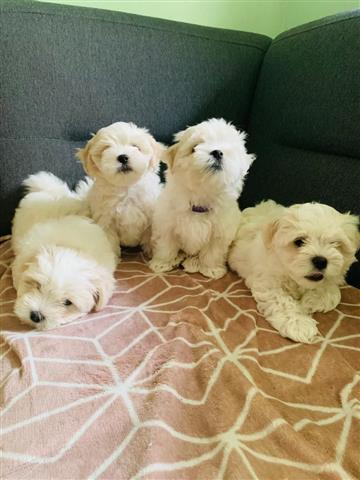 SPARKY 4 MALTESE PUPS READY image 1