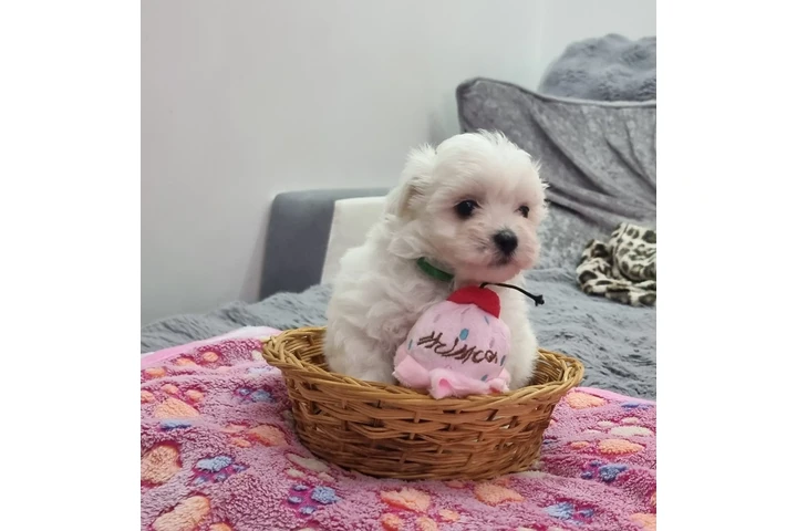 $456 : Tiny Maltese Puppies image 5