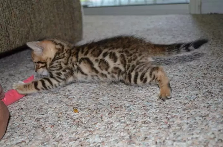 $100 : 10wks Purebred Bengal Kittens❤ image 4