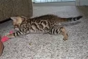 $100 : 10wks Purebred Bengal Kittens❤ thumbnail