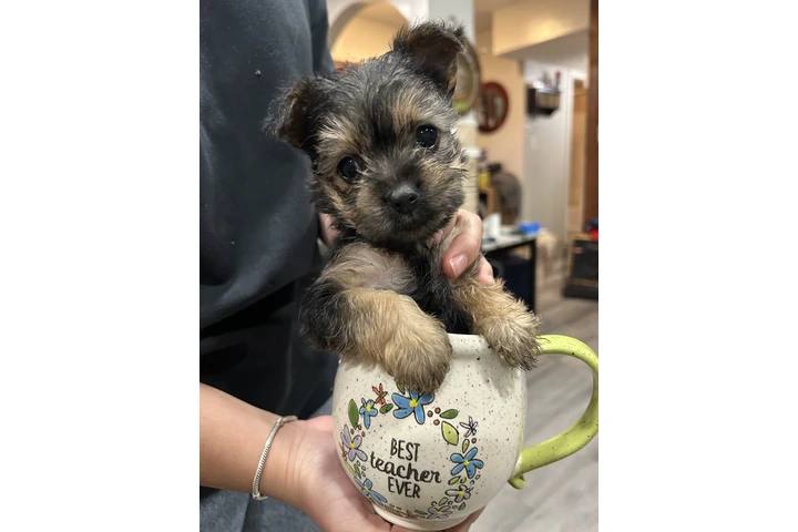 $600 : Yorkie image 2