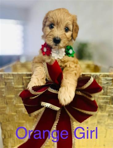 $2300 : Mini Goldendoodle Puppies image 4