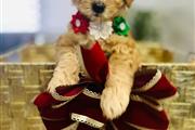 $2300 : Mini Goldendoodle Puppies thumbnail