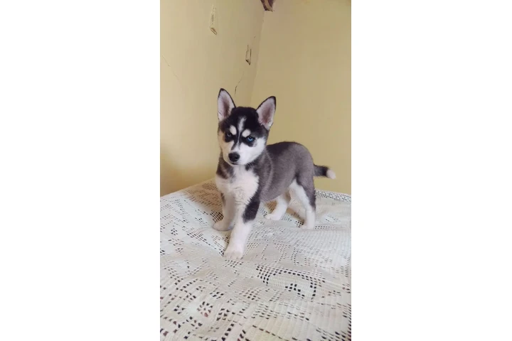 $210 : Siberian Manual Puppies image 2