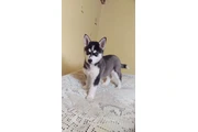 $210 : Siberian Manual Puppies thumbnail