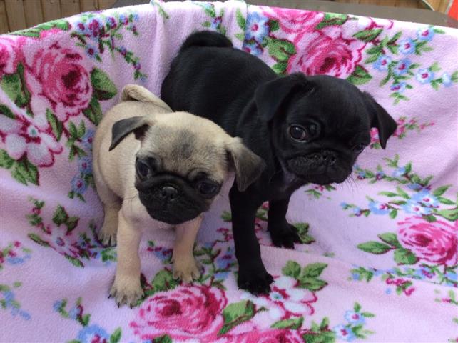 $500 : gentle pug puppies available image 3