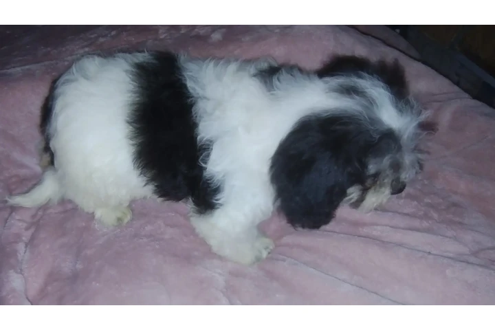 $100 : MINI POODLE MIXTO CON TERRIER image 7