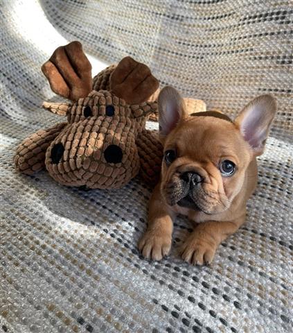 $400 : French bulldog puppy for sale image 5