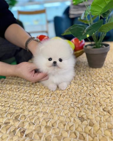 $250 : Pomeranian puppies for sale image 3