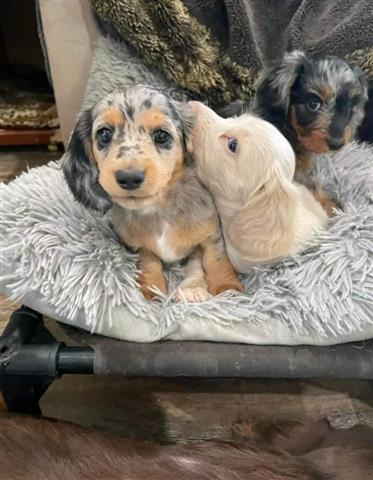 $600 : Adorable mini dachshund puppy image 1