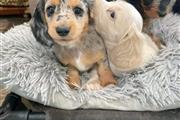 Adorable mini dachshund puppy