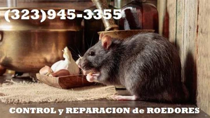 Rodents Fumigation 24/7. image 9