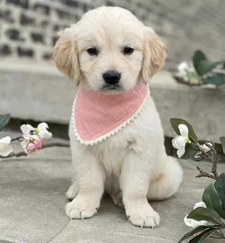 $350 : Golden retriever puppy for sal image 2