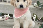 $350 : Golden retriever puppy for sal thumbnail