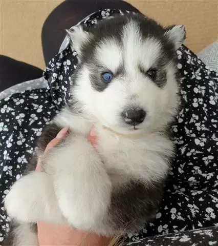 $420 : HUSKY PUPPIES AVAILABLE image 2