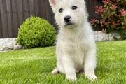 $500 : Sweet Siberian Husky Puppies thumbnail
