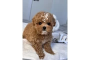 Male & Female Maltipoo Puppies en Los Angeles