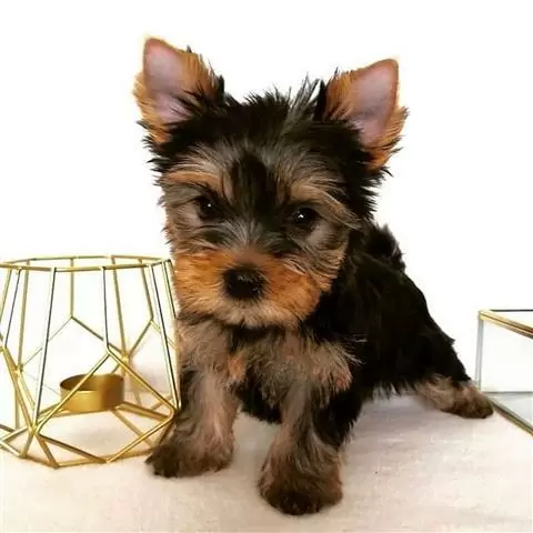 $350 : Intelligence Yorkie Babies!!!! image 1