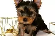 Intelligence Yorkie Babies!!!!