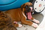 $560 : Lindos cachorros boxer disponi thumbnail