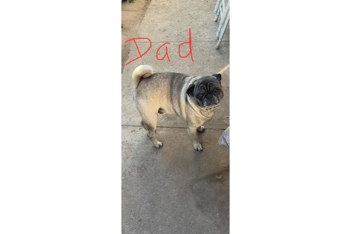 $450 : PERRITOS PUGS image 4