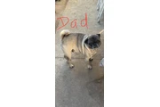 $450 : PERRITOS PUGS thumbnail