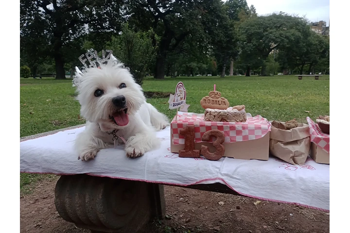 $25000 : Timilines AdiestramientoCanino image 5