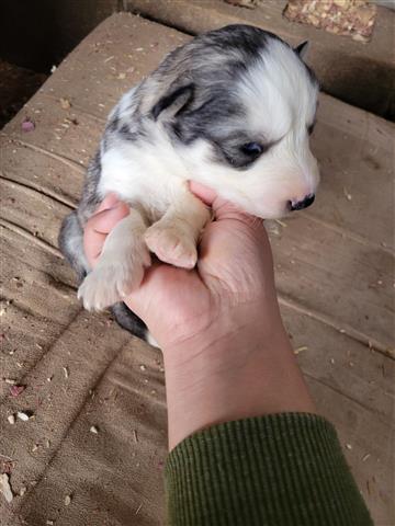 $800 : Siberian Husky image 7