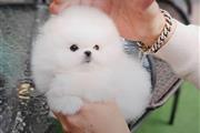 $350 : Cachorros de Pomerania thumbnail