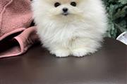 $300 : Pomeranian teacup thumbnail