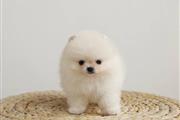 $400 : Pomeranian puppies for sale thumbnail