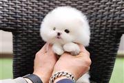 $250 : Pomeranian puppies thumbnail